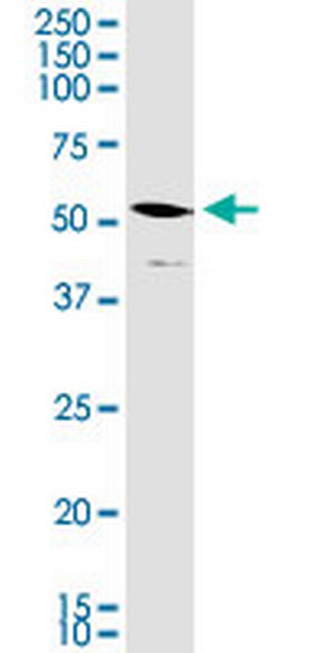 STAP2 Antibody in Western Blot (WB)