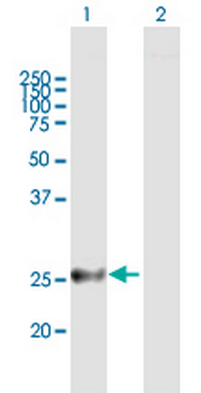 MREG Antibody in Western Blot (WB)