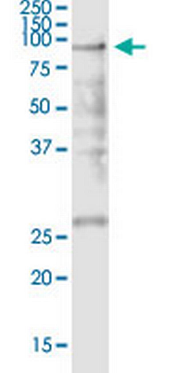 POLR3E Antibody in Western Blot (WB)