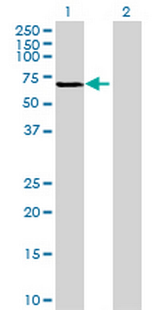C20orf31 Antibody in Western Blot (WB)