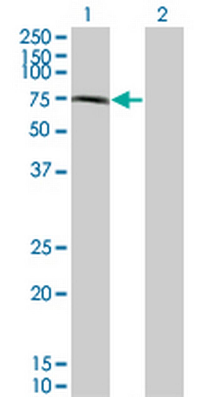 CHFR Antibody in Western Blot (WB)