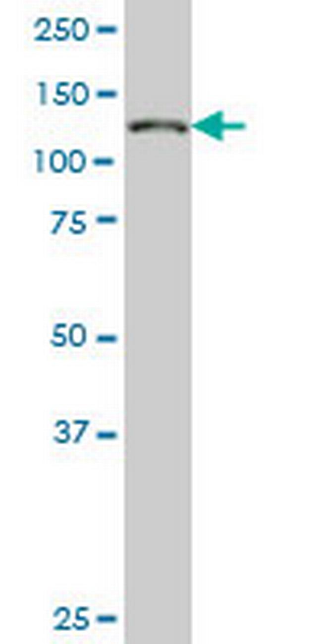 NUP133 Antibody in Western Blot (WB)