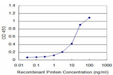 SEPT11 Antibody in ELISA (ELISA)