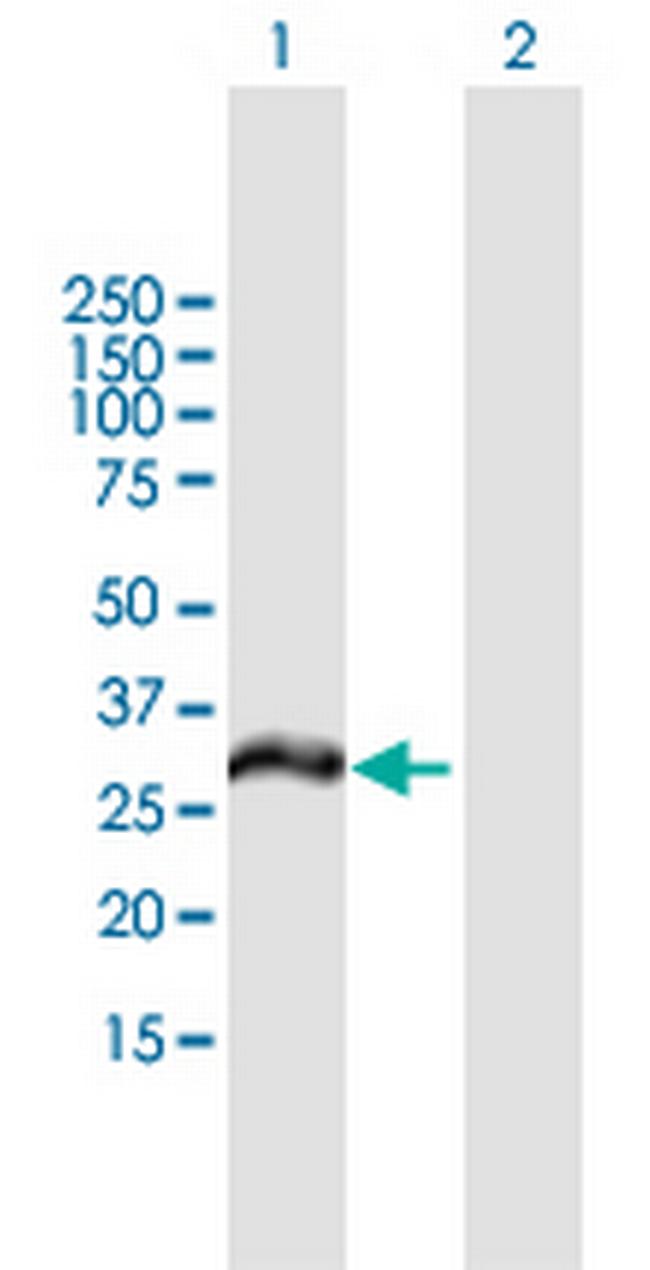 MCTP2 Antibody in Western Blot (WB)