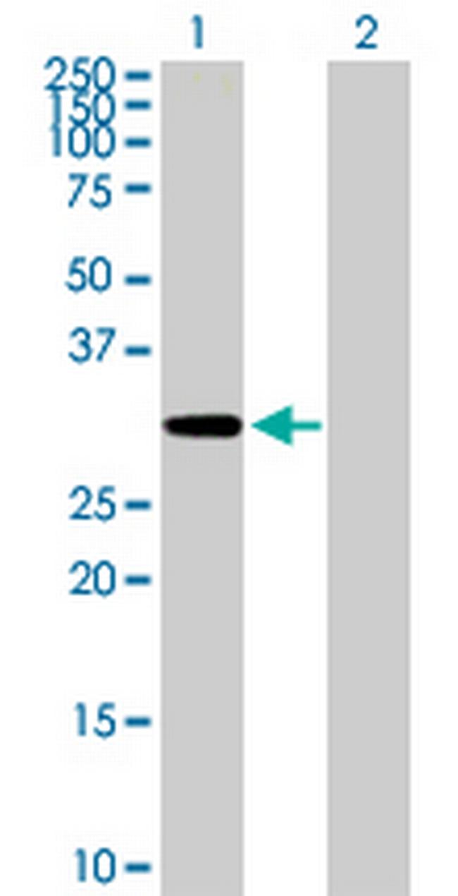 MCTP2 Antibody in Western Blot (WB)