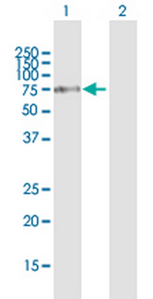 FOXJ2 Antibody in Western Blot (WB)