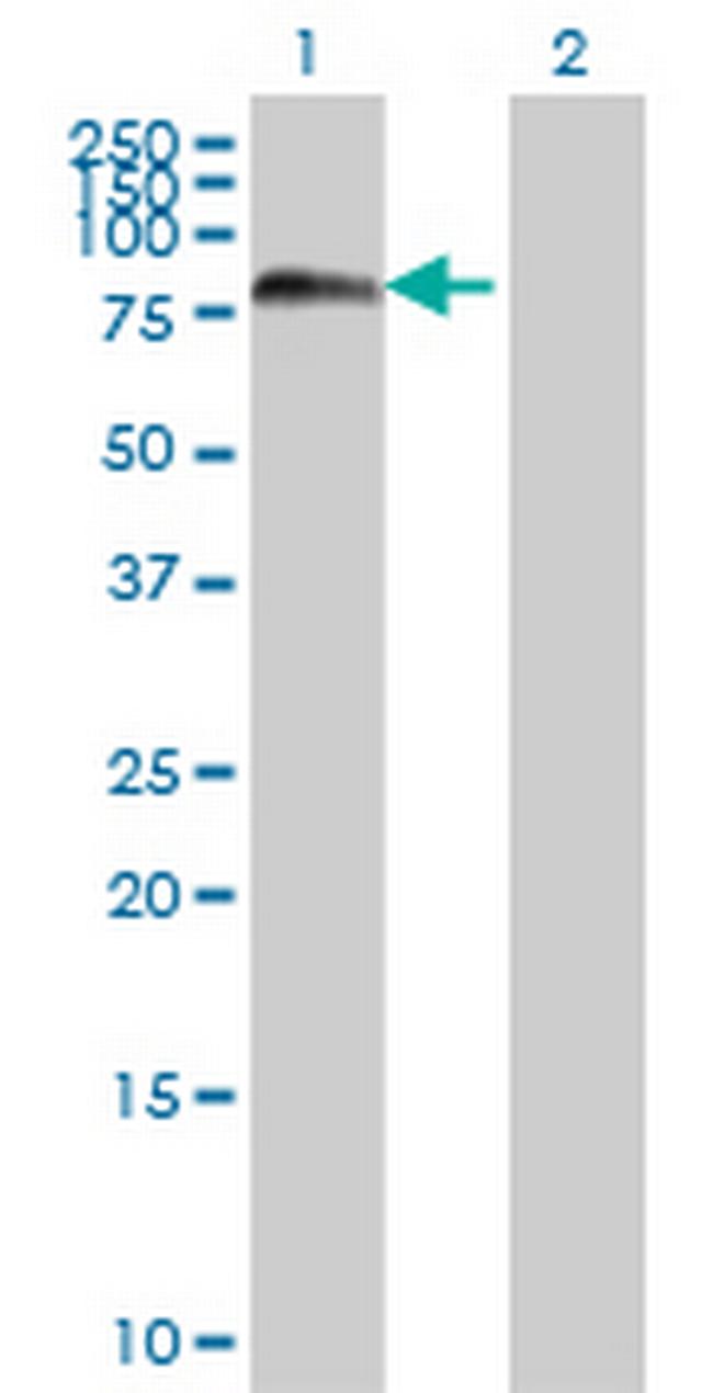 FOXJ2 Antibody in Western Blot (WB)