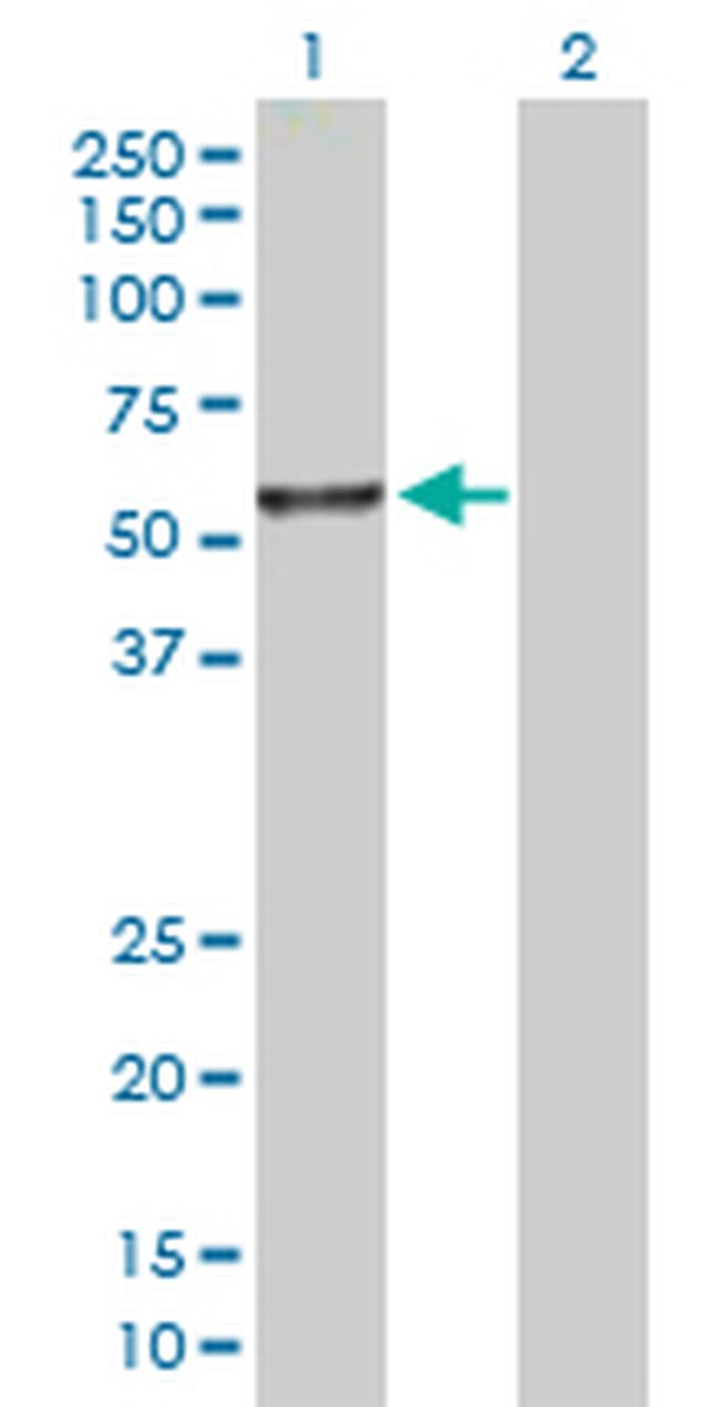 ITFG2 Antibody in Western Blot (WB)
