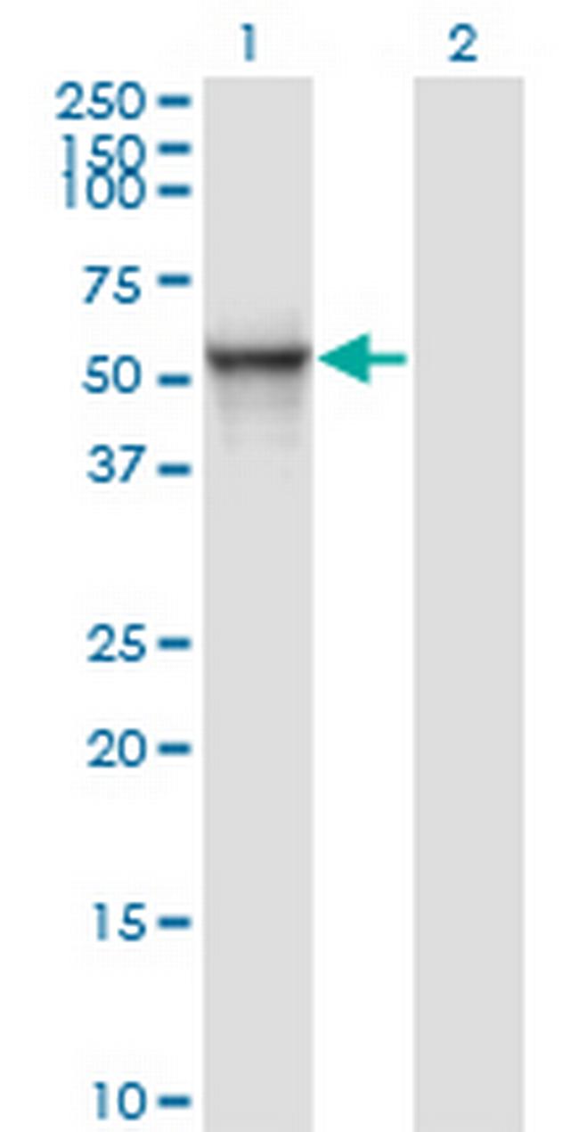 MDS028 Antibody in Western Blot (WB)