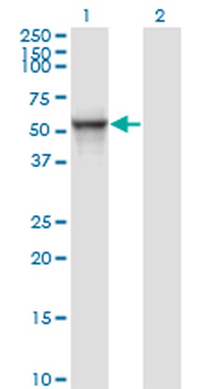 ITFG2 Antibody in Western Blot (WB)