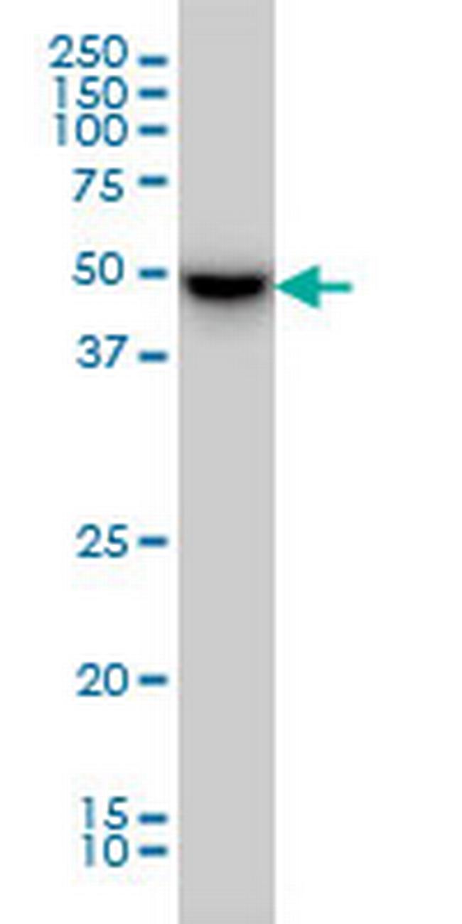 MDS028 Antibody in Western Blot (WB)