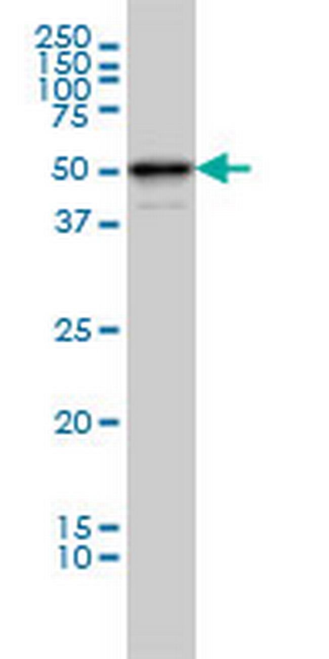 MDS028 Antibody in Western Blot (WB)