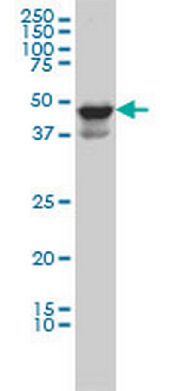 MDS028 Antibody in Western Blot (WB)