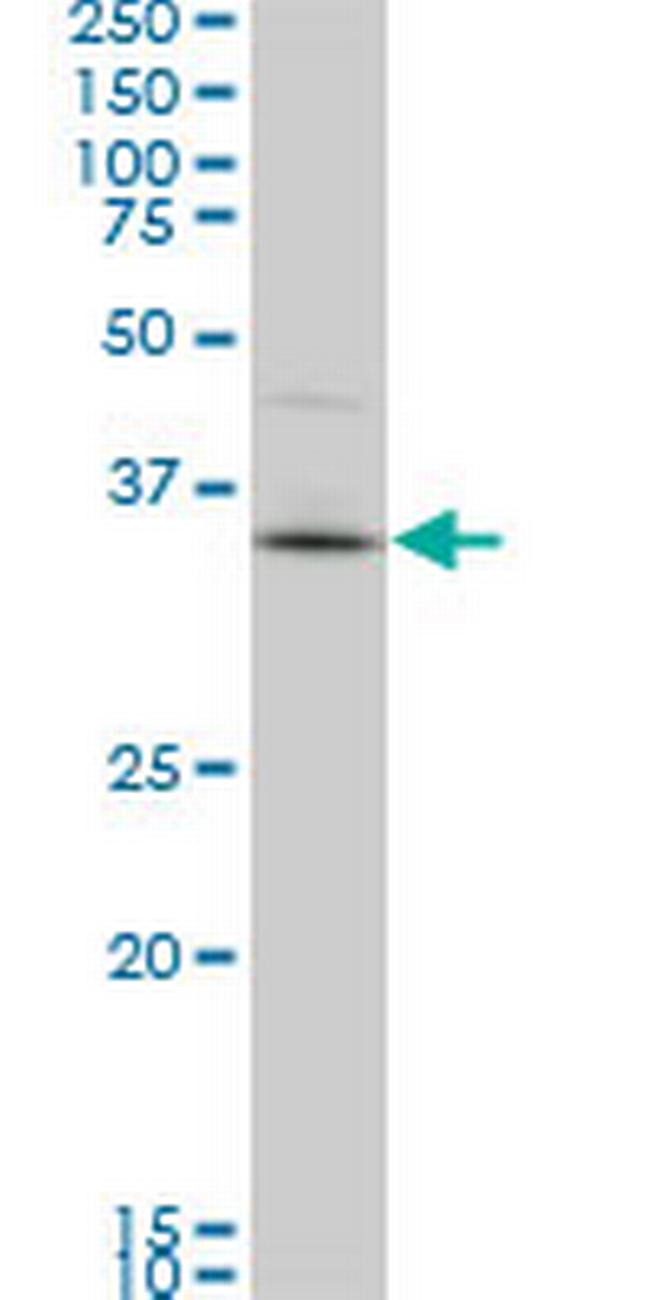 PBK Antibody in Western Blot (WB)