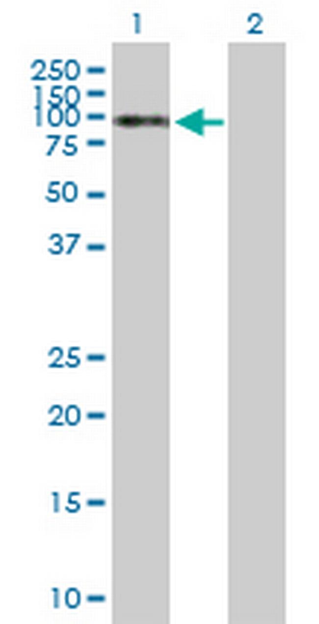 NKRF Antibody in Western Blot (WB)