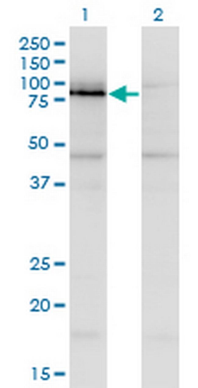 NKRF Antibody in Western Blot (WB)