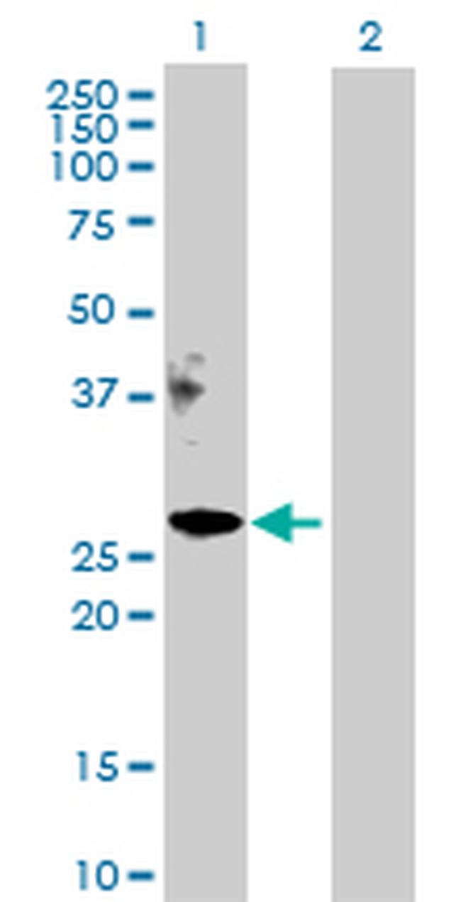 APOM Antibody in Western Blot (WB)