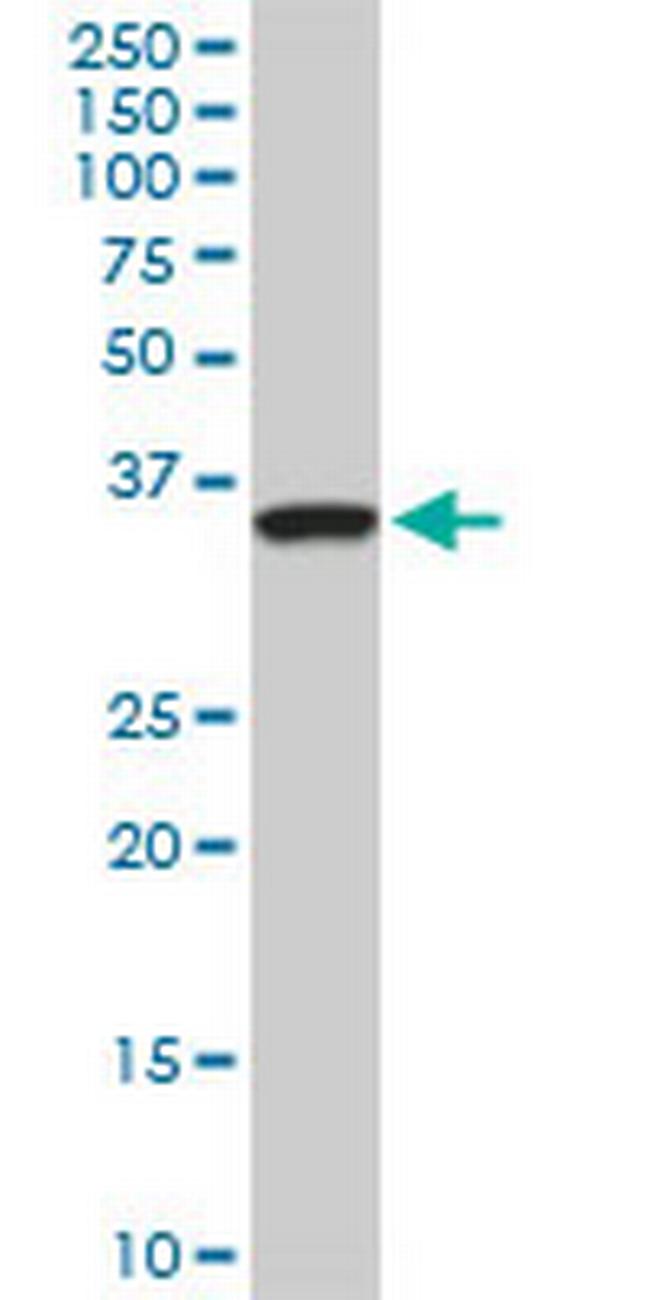 SEPT3 Antibody in Western Blot (WB)