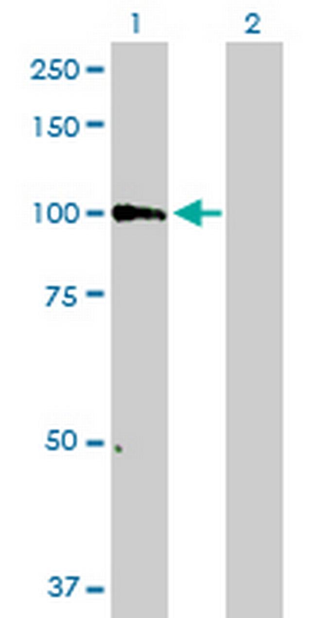PCDHGB6 Antibody in Western Blot (WB)