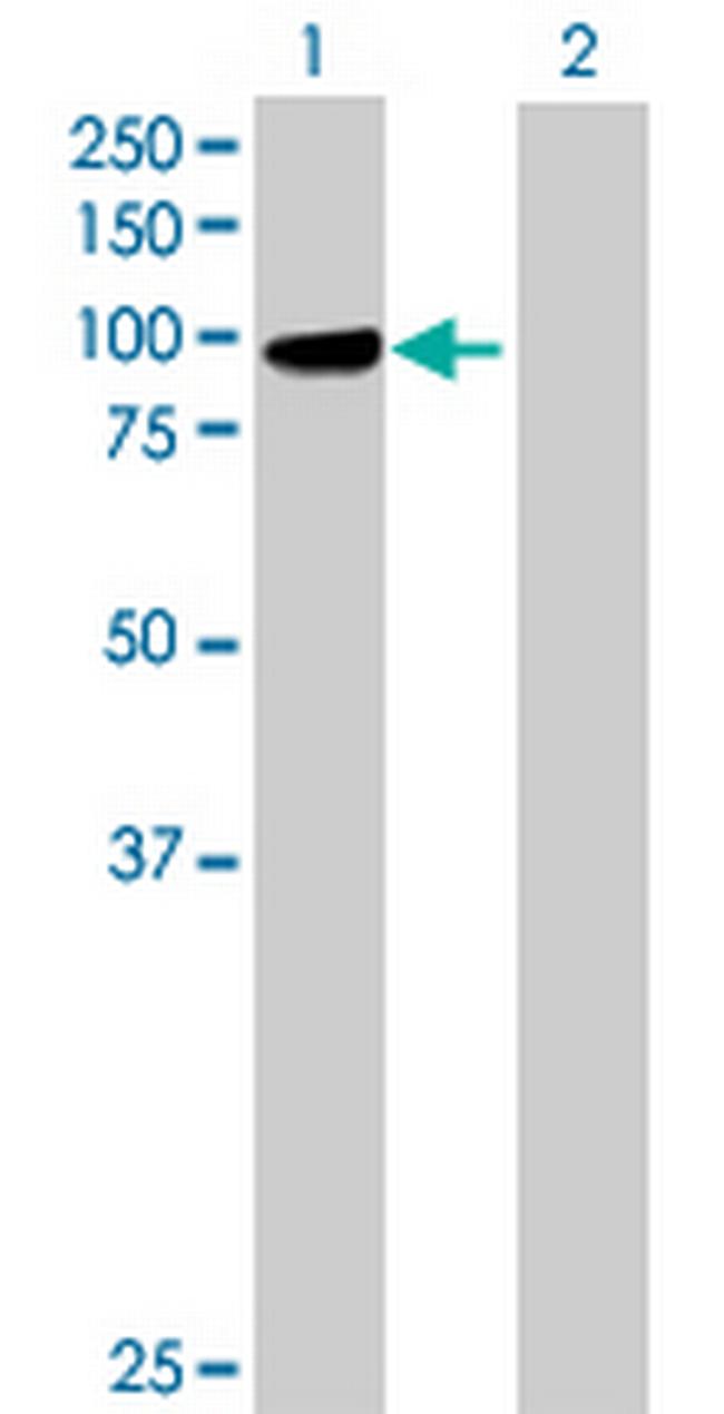 PCDHGB1 Antibody in Western Blot (WB)