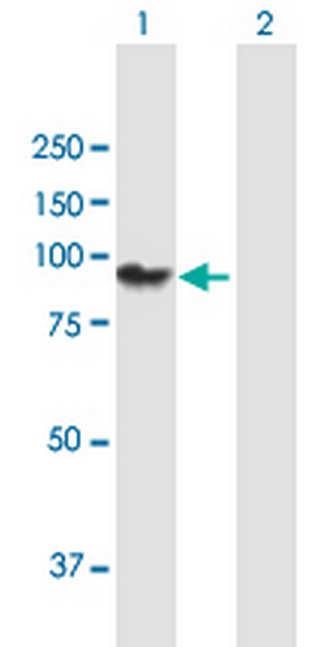 PCDHGA11 Antibody in Western Blot (WB)