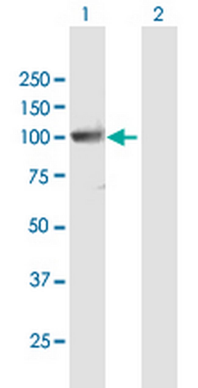 PCDHGA10 Antibody in Western Blot (WB)