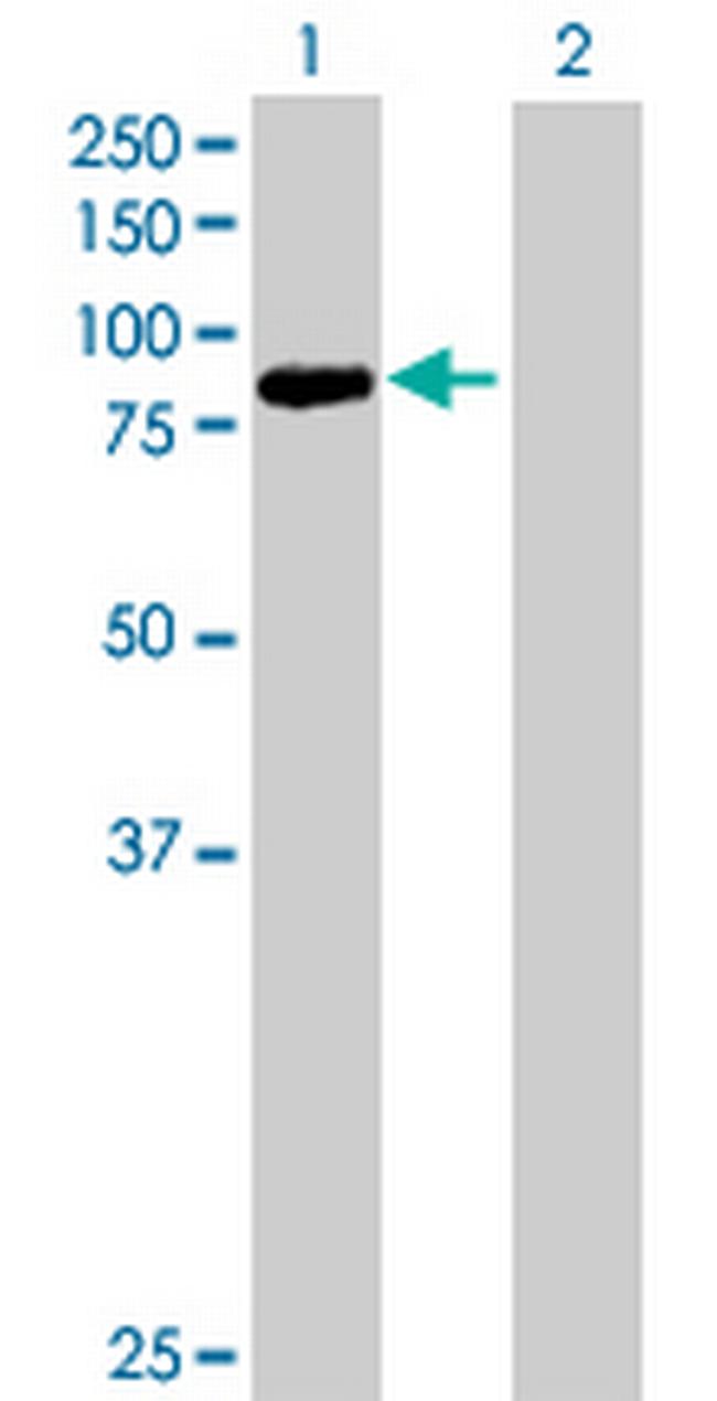 PCDHB13 Antibody in Western Blot (WB)