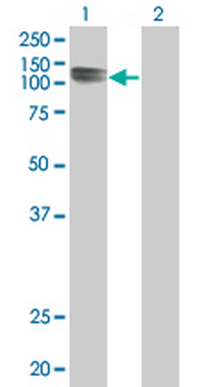 PCDHAC2 Antibody in Western Blot (WB)