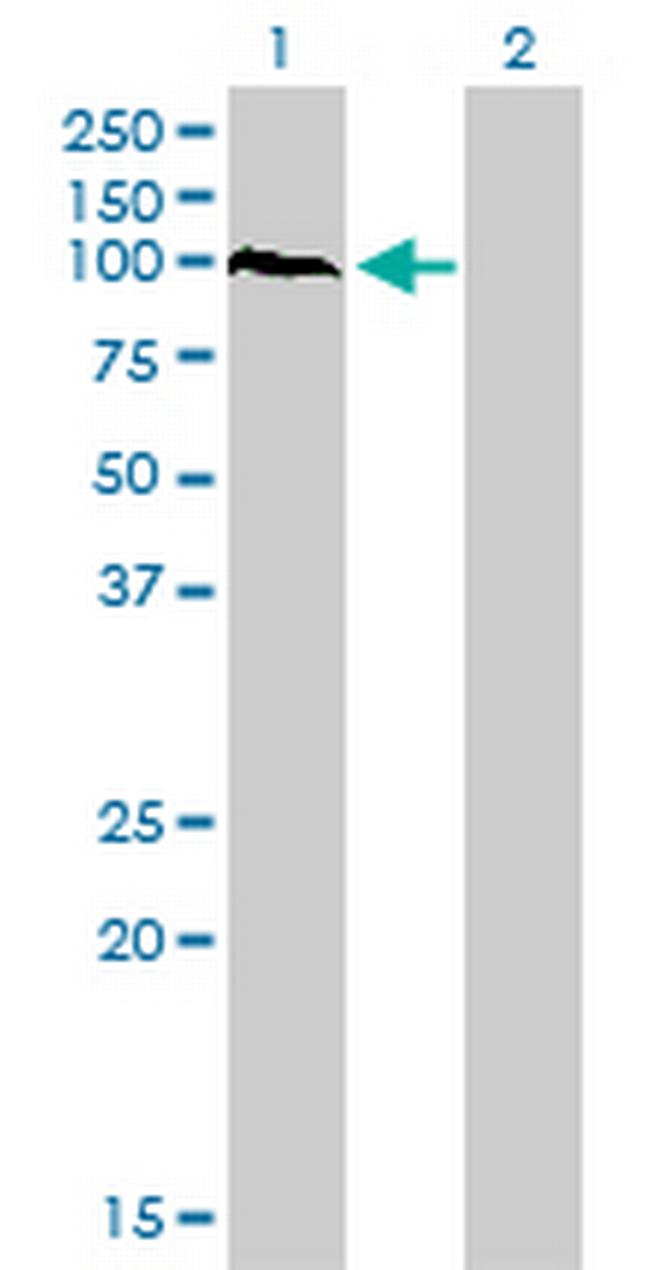 PCDHAC2 Antibody in Western Blot (WB)