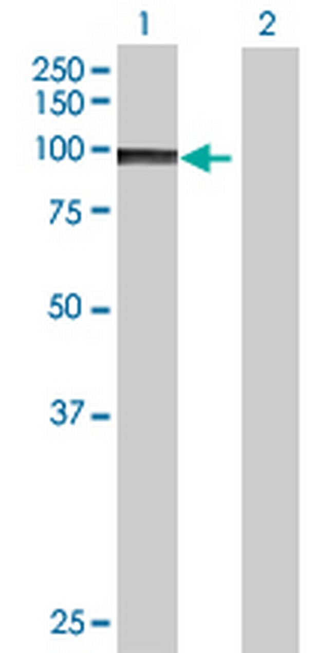 PCDHA8 Antibody in Western Blot (WB)