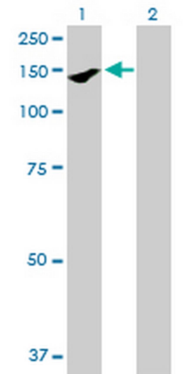 PARD3 Antibody in Western Blot (WB)