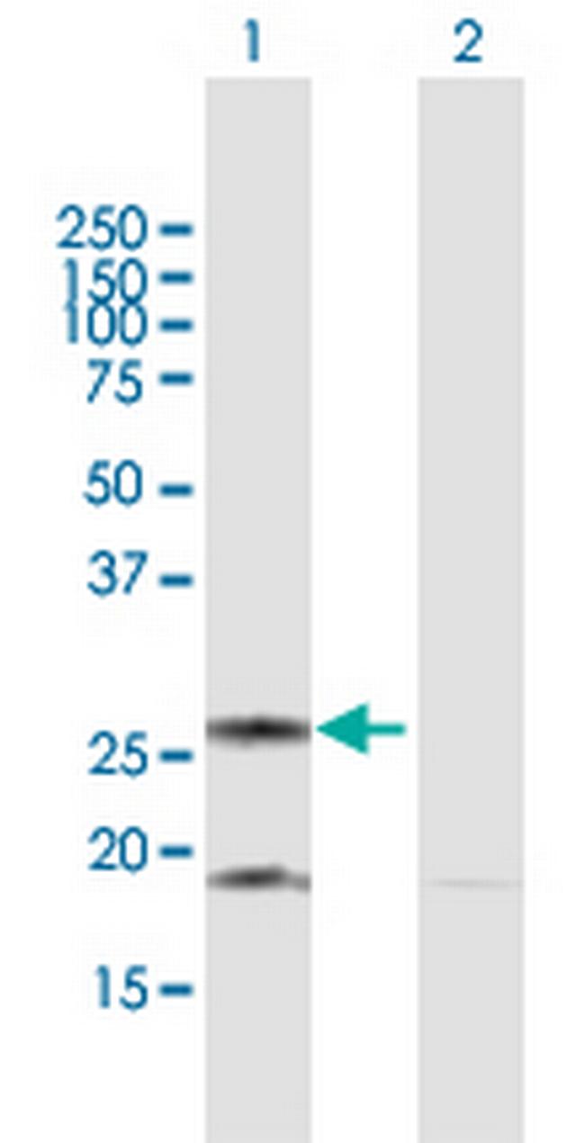 DIABLO Antibody in Western Blot (WB)