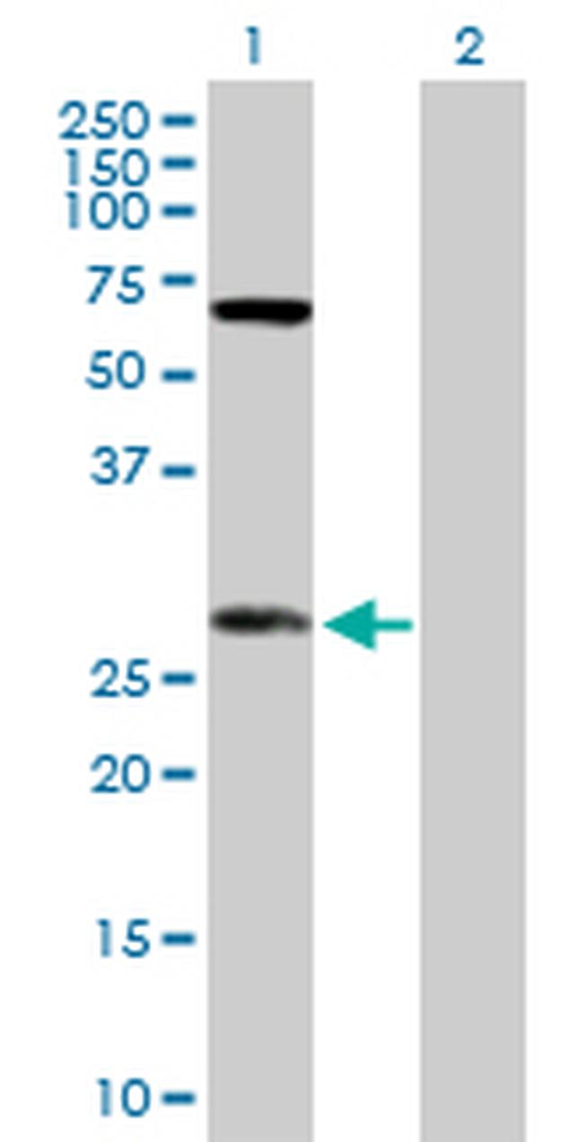 DIABLO Antibody in Western Blot (WB)