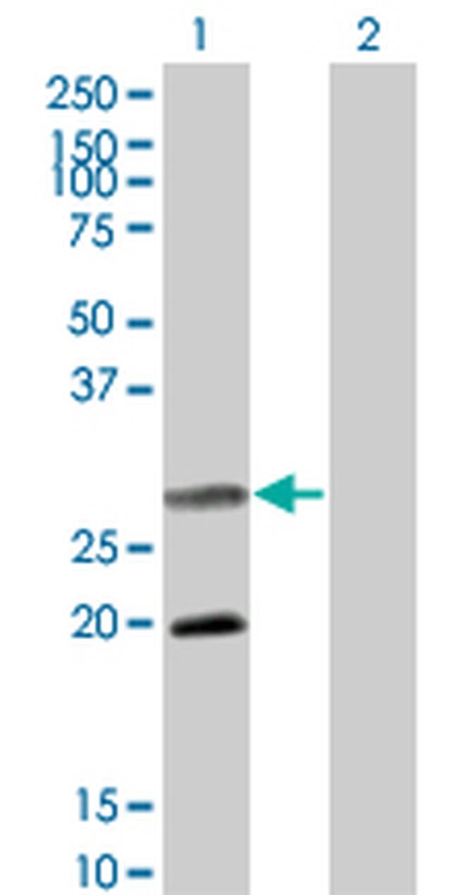 DIABLO Antibody in Western Blot (WB)