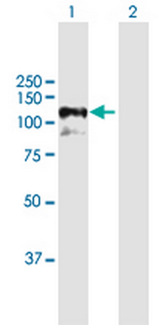 GRIPAP1 Antibody in Western Blot (WB)