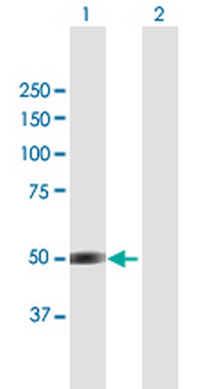 BRUNOL4 Antibody in Western Blot (WB)