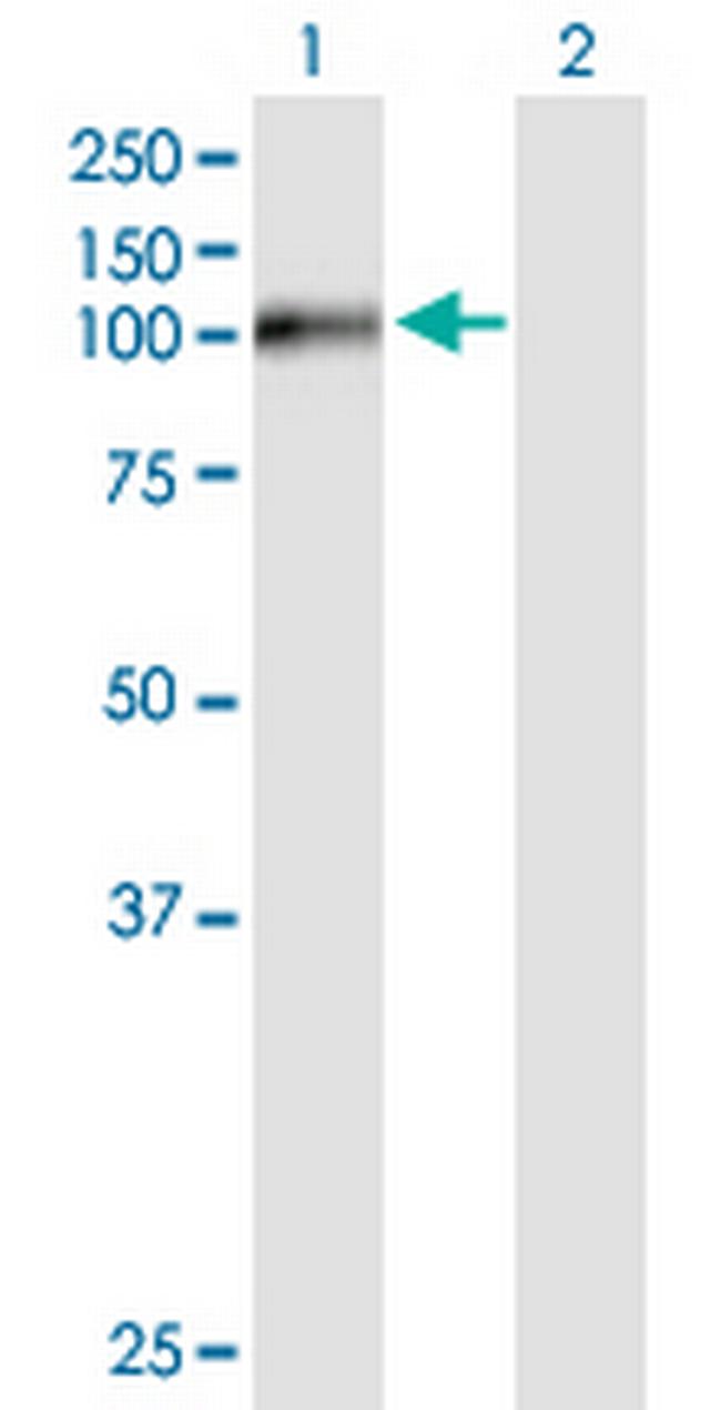 FSTL5 Antibody in Western Blot (WB)