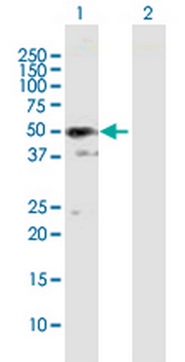 SH3GLB2 Antibody in Western Blot (WB)