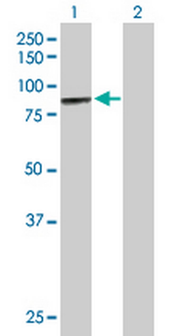MCCC1 Antibody in Western Blot (WB)