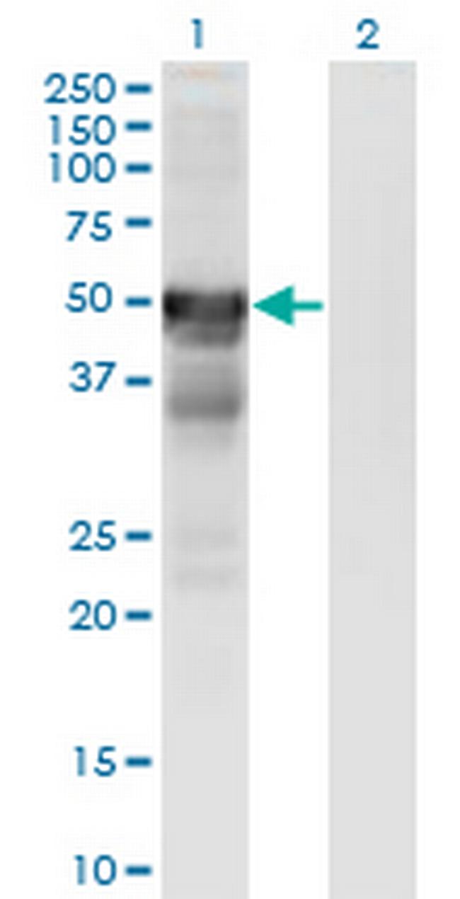 RGMA Antibody in Western Blot (WB)
