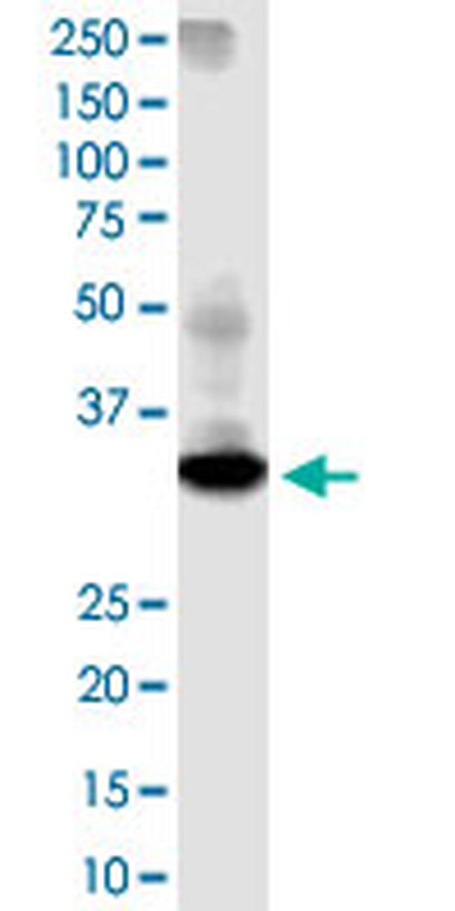 DTWD1 Antibody in Western Blot (WB)