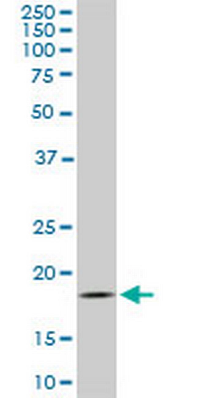 TOMM22 Antibody in Western Blot (WB)