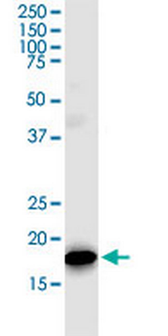 TOMM22 Antibody in Western Blot (WB)