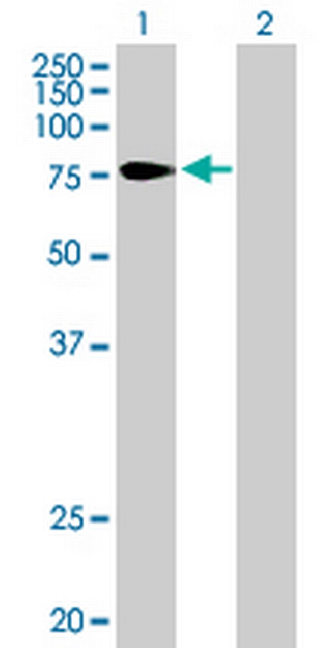 TULP4 Antibody in Western Blot (WB)