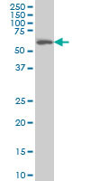 CABC1 Antibody in Western Blot (WB)