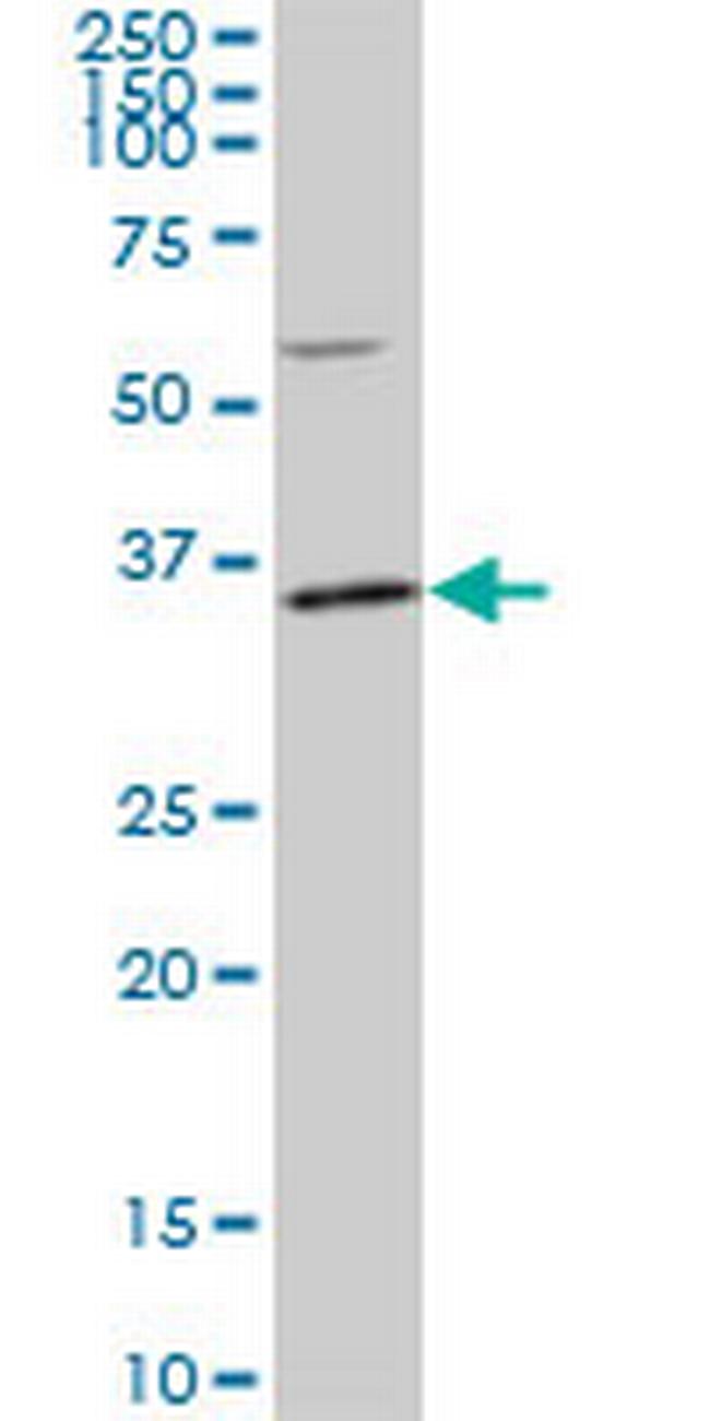 PLSCR3 Antibody in Western Blot (WB)