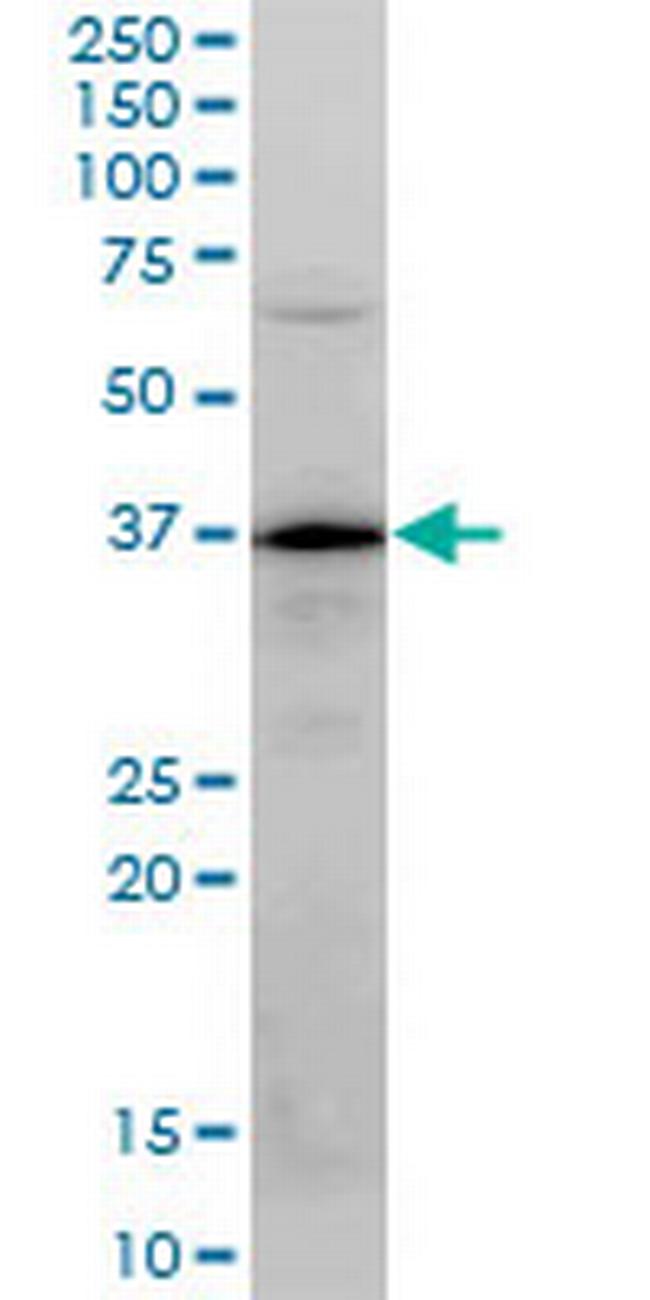 PLSCR3 Antibody in Western Blot (WB)