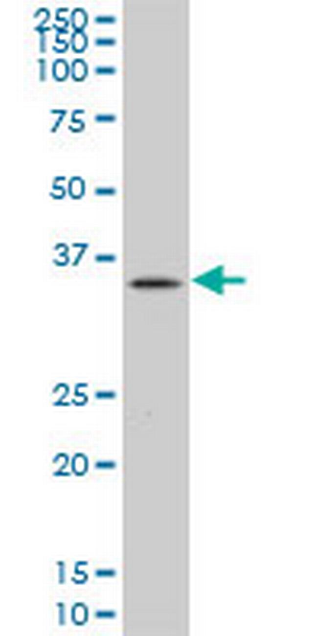 PLSCR3 Antibody in Western Blot (WB)