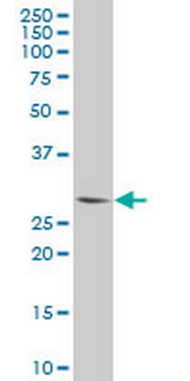 PLSCR3 Antibody in Western Blot (WB)