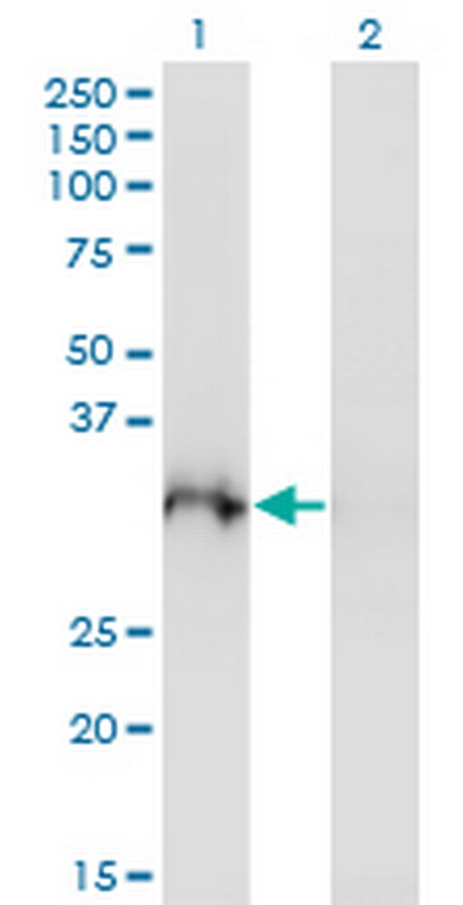 PLSCR3 Antibody in Western Blot (WB)